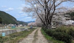 エプロンが割れた＠郡上八幡